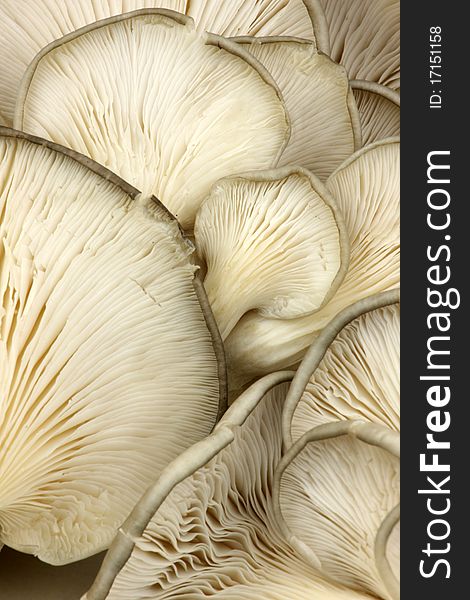 Close-up of fresh mushroom's detail. Close-up of fresh mushroom's detail.