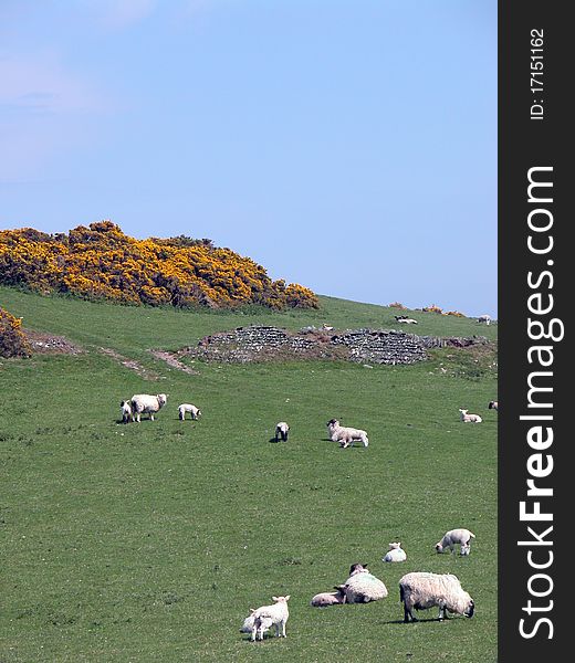 Sheep grazing on grassland of Countisbury Common, Exmoor, North Devon. Sheep grazing on grassland of Countisbury Common, Exmoor, North Devon