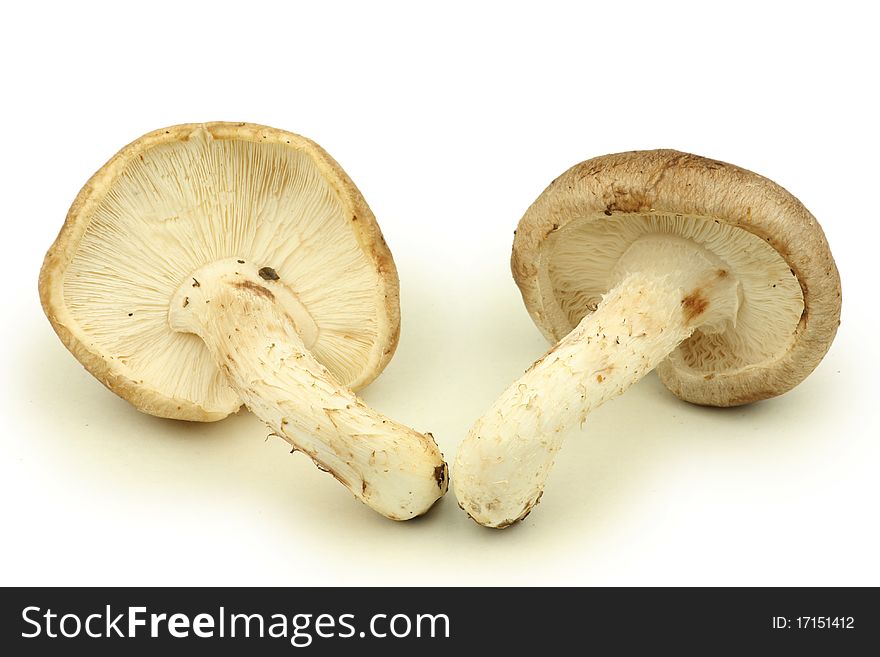 Mushrooms isolated on white background. Mushrooms isolated on white background