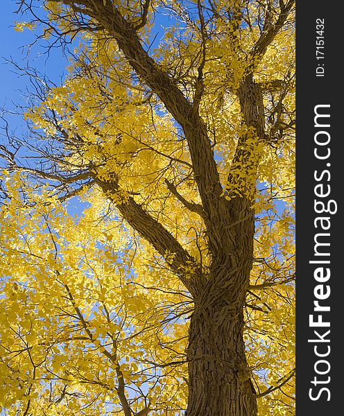 Inner Mongolia, China EJINAQI of Populus euphratica