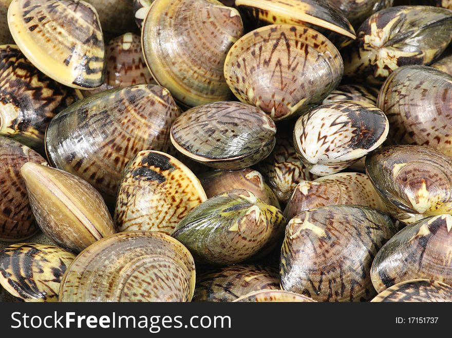 Clams the texture of flower formation