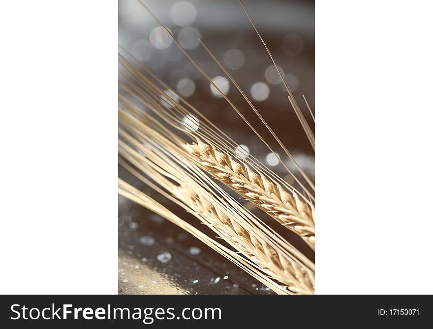 Close-up image of a grain of wheat. Close-up image of a grain of wheat