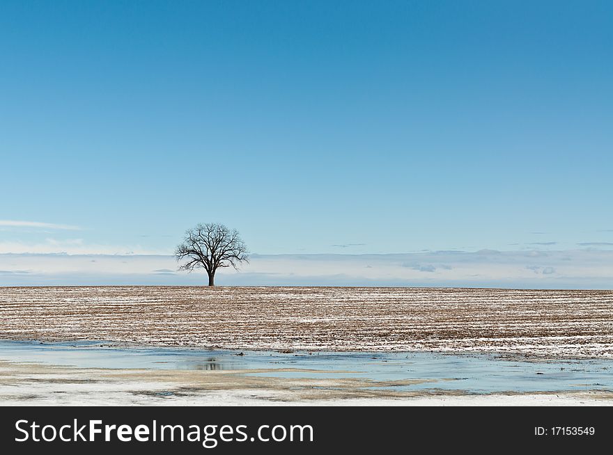 A solitary tree stands in a farm field with ice in the foreground and a deep blue sky with clouds behind it. A solitary tree stands in a farm field with ice in the foreground and a deep blue sky with clouds behind it.