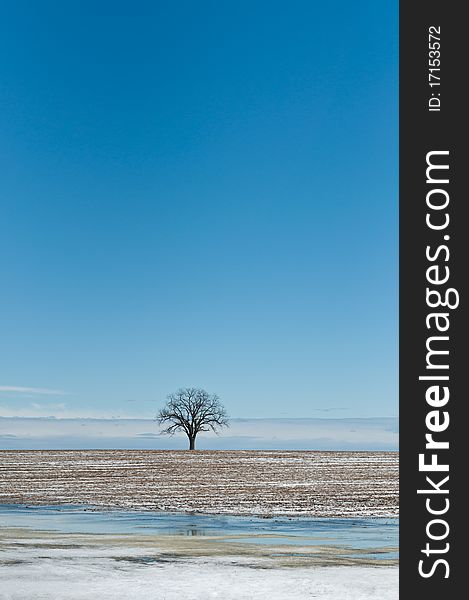 A solitary tree stands in a farm field with ice in the foreground and a deep blue sky with clouds behind it. A solitary tree stands in a farm field with ice in the foreground and a deep blue sky with clouds behind it.