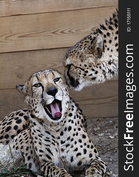 Two cheetahs interact as if one conveys gossip and the other reacts with delicious approval. Two cheetahs interact as if one conveys gossip and the other reacts with delicious approval