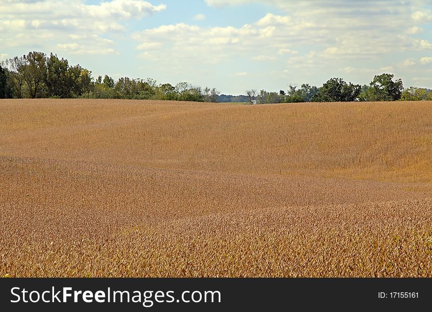 Farm field of soybeans ready to be harvested. Farm field of soybeans ready to be harvested