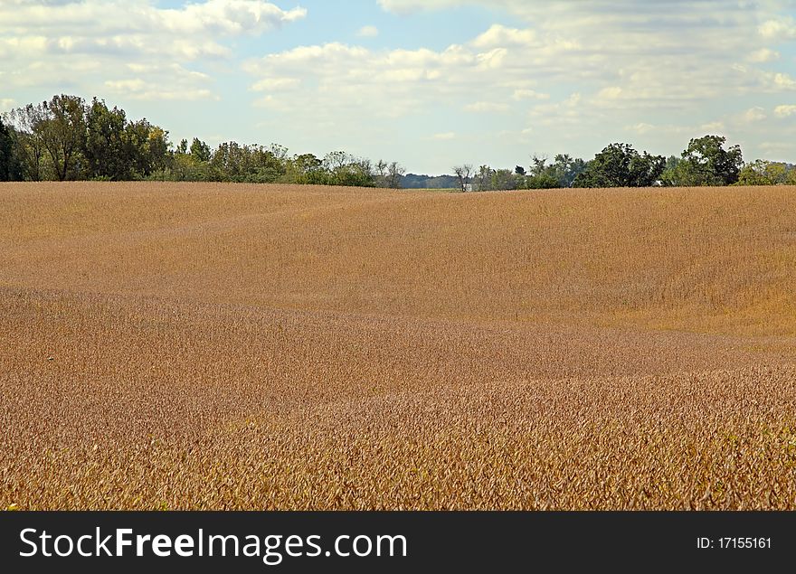 Soybean Field