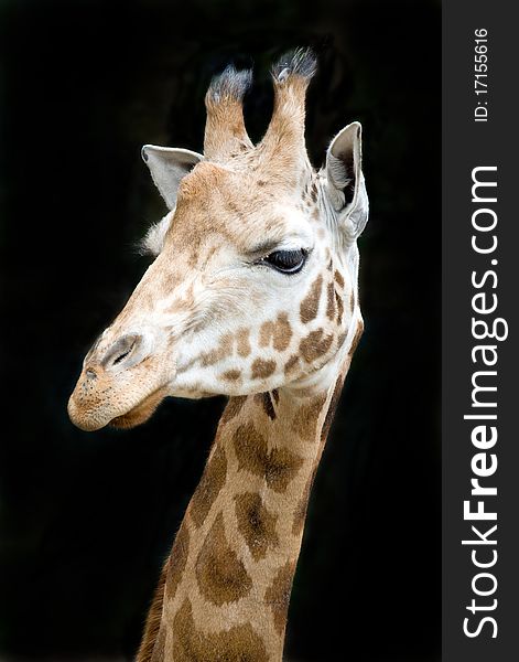 Close up of a funy giraffe isolated against black background. Close up of a funy giraffe isolated against black background