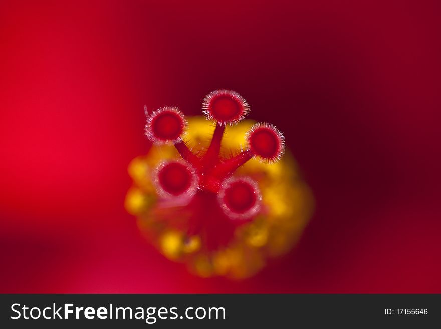 Hibiscus rosa close up macro.