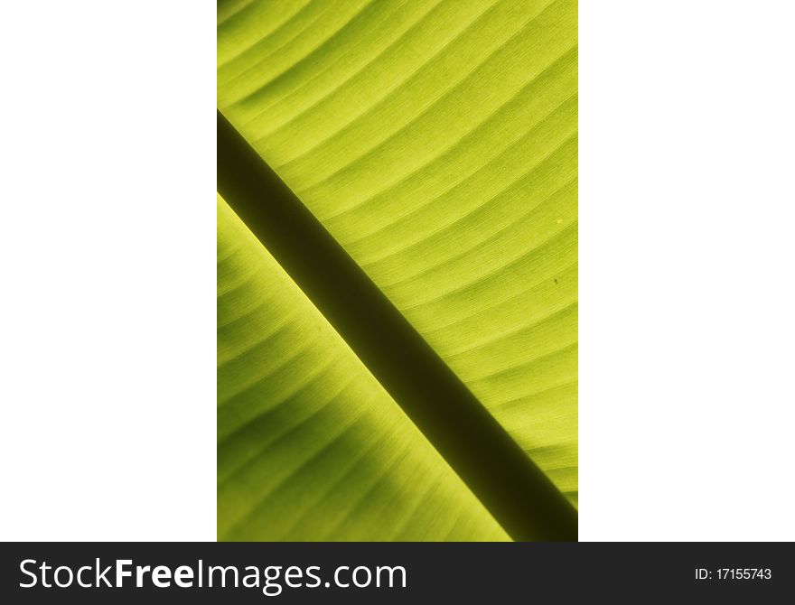 Banana tree detail. Back light.