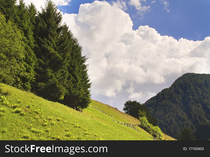 Trees in a meadow of mountain. Trees in a meadow of mountain