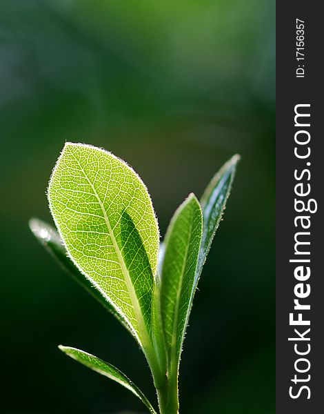 Close-up green leaves on a blurred background. Close-up green leaves on a blurred background