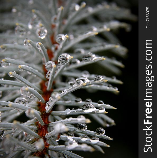 Water droplets on the needles of a pine tree. Water droplets on the needles of a pine tree