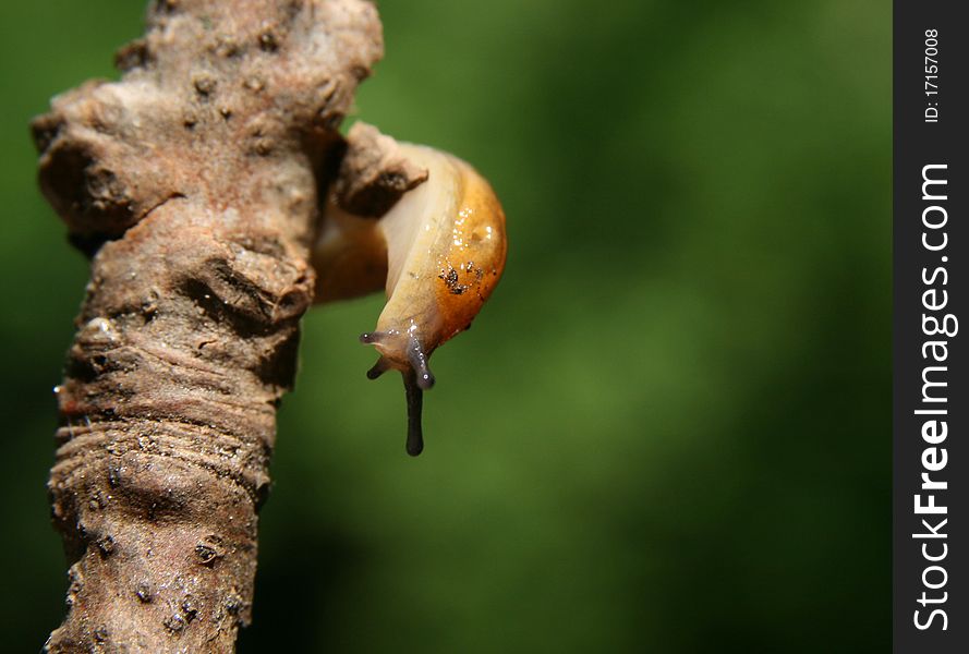 A close up of a orange slug on a twig