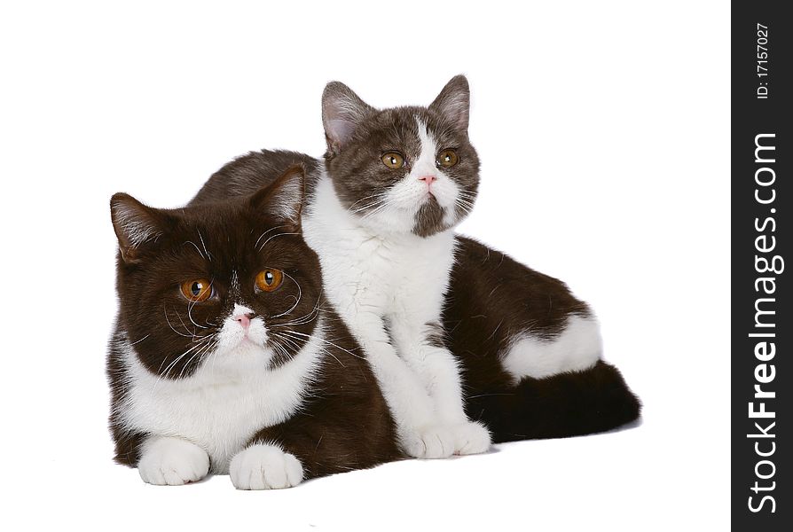 Cat and kitten chocolate white color on a white background. Cat and kitten chocolate white color on a white background.