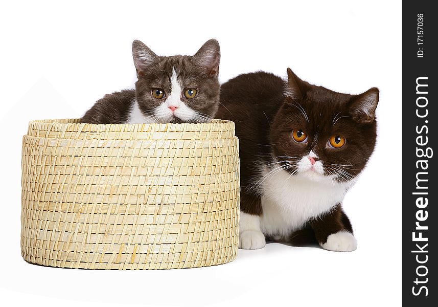 Ð¡at and kitten with a basket on white background. Ð¡at and kitten with a basket on white background.