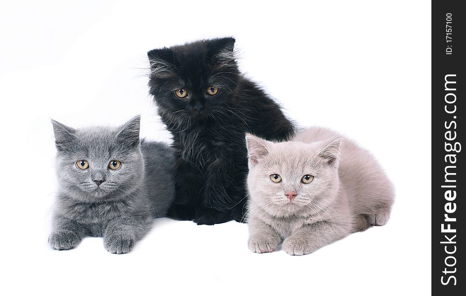 Three British kitten isolated on white background. Three British kitten isolated on white background.