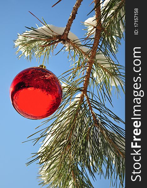 Round balloon on the branches with snow, coniferous twigs, new year red decoration, close-up, holiday picture. Round balloon on the branches with snow, coniferous twigs, new year red decoration, close-up, holiday picture