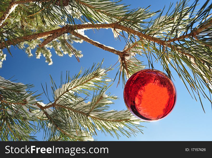Balloon on the branches with snow; coniferous twigs; new year red decoration; close-up; holiday ornament;. Balloon on the branches with snow; coniferous twigs; new year red decoration; close-up; holiday ornament;