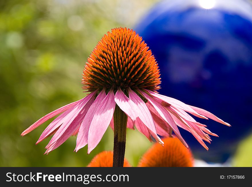 Purple Echinacea in front of a blue Ball