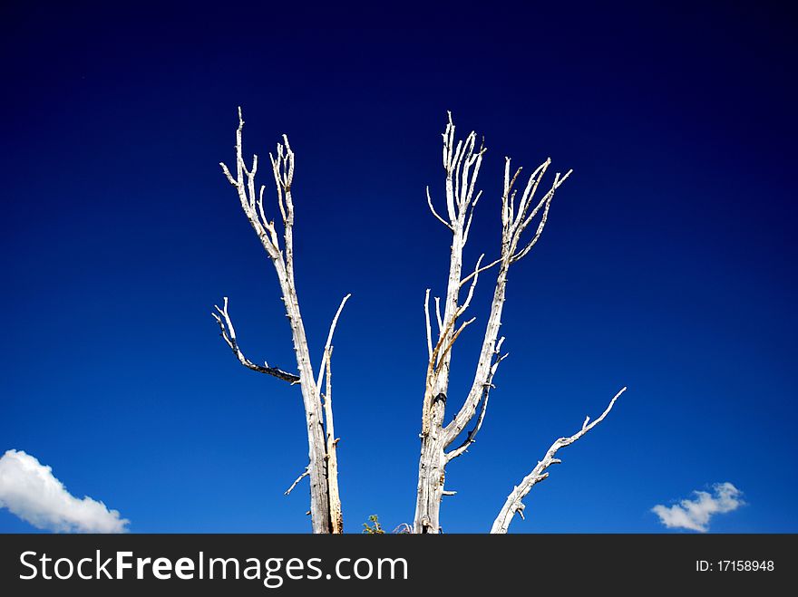 White trunk and branches of a dead pine tree against the dark blue sky. White trunk and branches of a dead pine tree against the dark blue sky