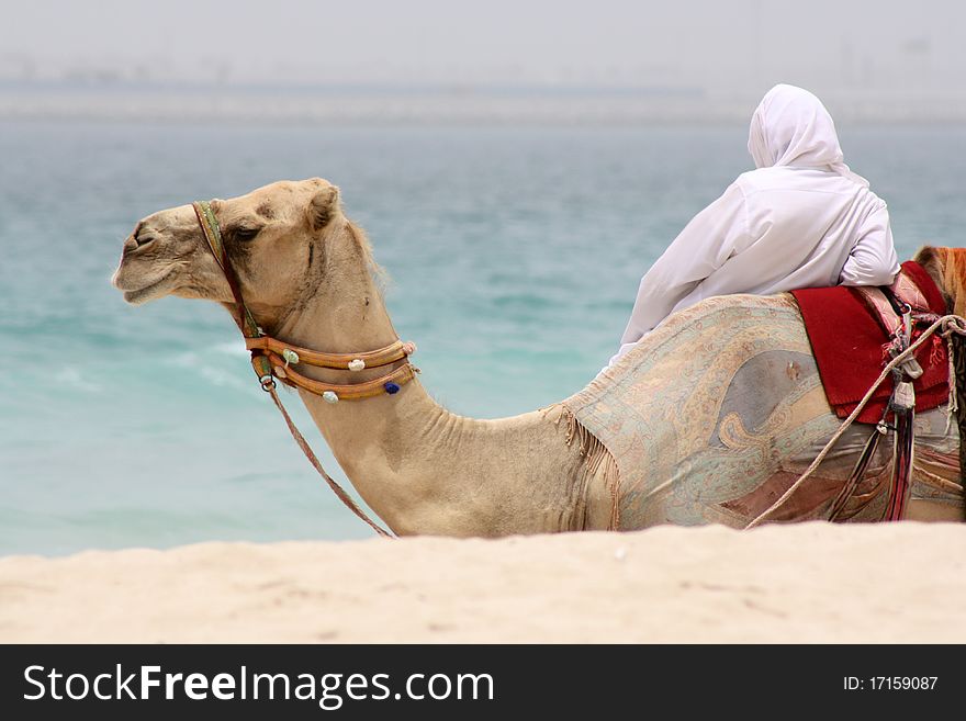 Man and camel relaxing by arabian gulf