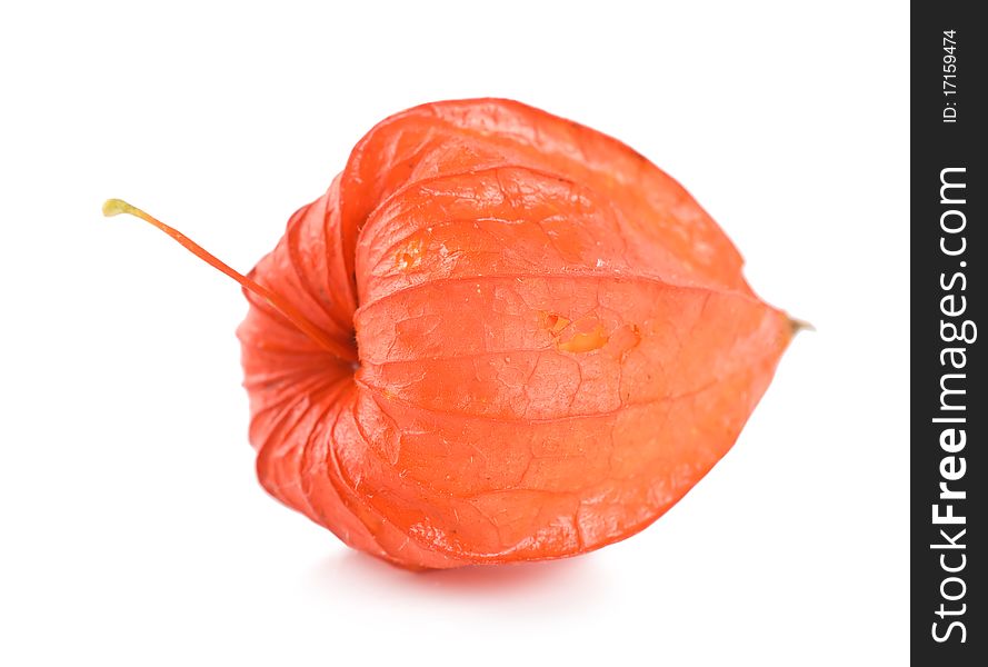 Red physalis isolated on a white background. Red physalis isolated on a white background