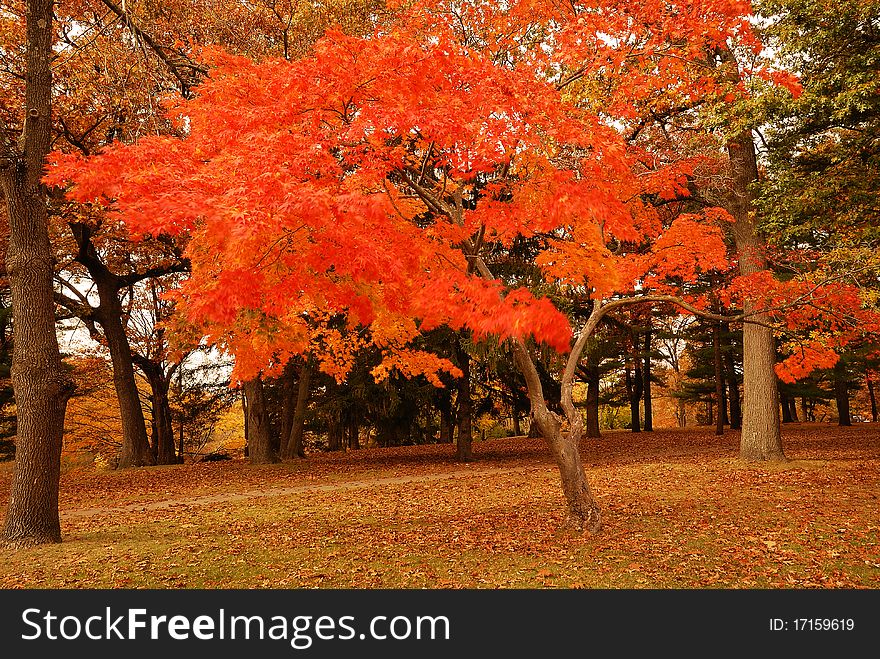 A Bright Copper Autumn Tree. A Bright Copper Autumn Tree