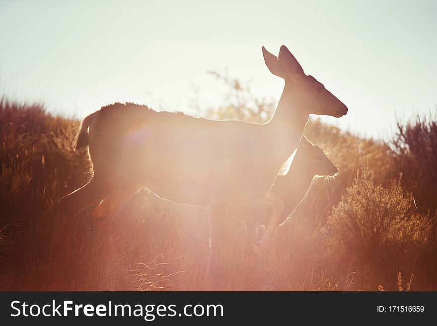 Deer in green meadow, USA