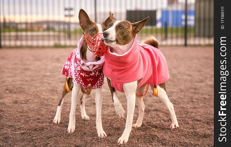 Basenji or African flying dog as well as Congolese Bush, forest, Congo Terrier, Nyam Nyam Terrier, Zande, creature from thicket - is one of the oldest dog breeds. Basenji or African flying dog as well as Congolese Bush, forest, Congo Terrier, Nyam Nyam Terrier, Zande, creature from thicket - is one of the oldest dog breeds