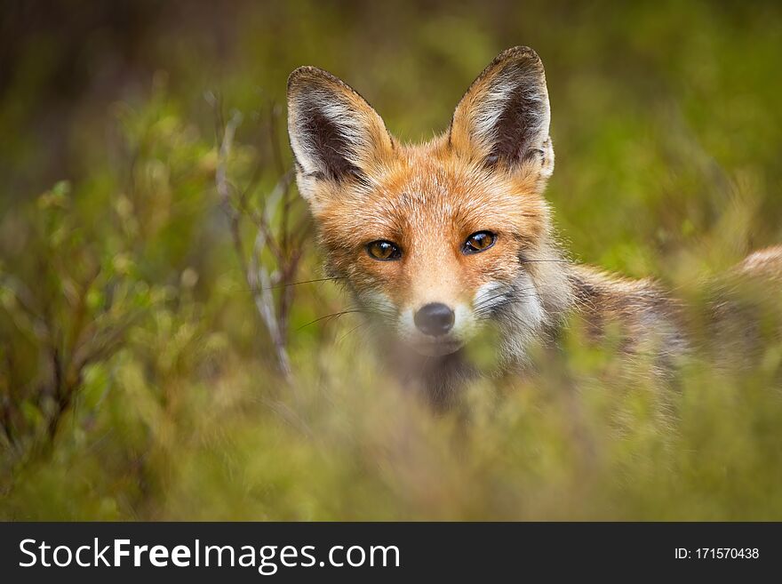 Red fox peeking out from green vegetation in mountains