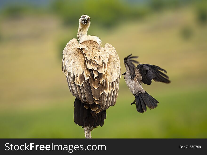 Griffon vulture, gyps fulvus, sitting on a bough and being attacked by a crow in summer nature. Wild scavenger bird defending position with blurred green background in wilderness. Griffon vulture, gyps fulvus, sitting on a bough and being attacked by a crow in summer nature. Wild scavenger bird defending position with blurred green background in wilderness.