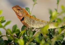 Oriental Garden Lizard, Calotes Versicolor Royalty Free Stock Photos Oriental Garden Lizard, Calotes Versicolor Royalty Free Stock Photos
