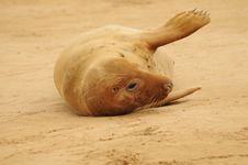 Grey Seal Female Stock Photos Grey Seal Female Stock Photos