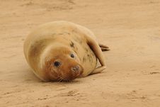 Grey Seal Female Stock Images Grey Seal Female Stock Images
