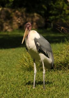 Marabou Stork Royalty Free Stock Images