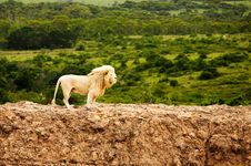 White Lions In Savanna Royalty Free Stock Photo White Lions In Savanna Royalty Free Stock Photo