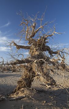 Populus Dead In The Desert. Royalty Free Stock Photography