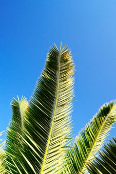 Green Leaves Of Palm. Stock Image