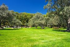 Olive Grove Stock Photo Olive Grove Stock Photo