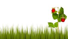 Wild Strawberry In Green Grass Royalty Free Stock Images Wild Strawberry In Green Grass Royalty Free Stock Images