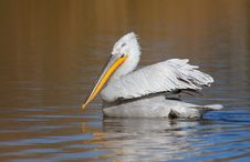Dalmatian Pelican Stock Photo Dalmatian Pelican Stock Photo