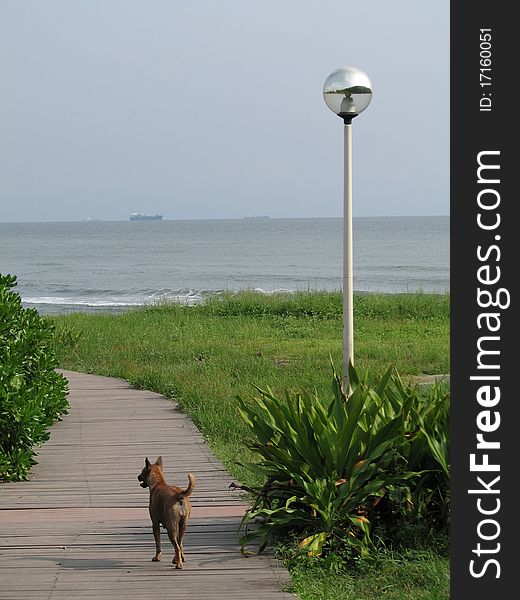 Dog standing near the lake. Dog standing near the lake