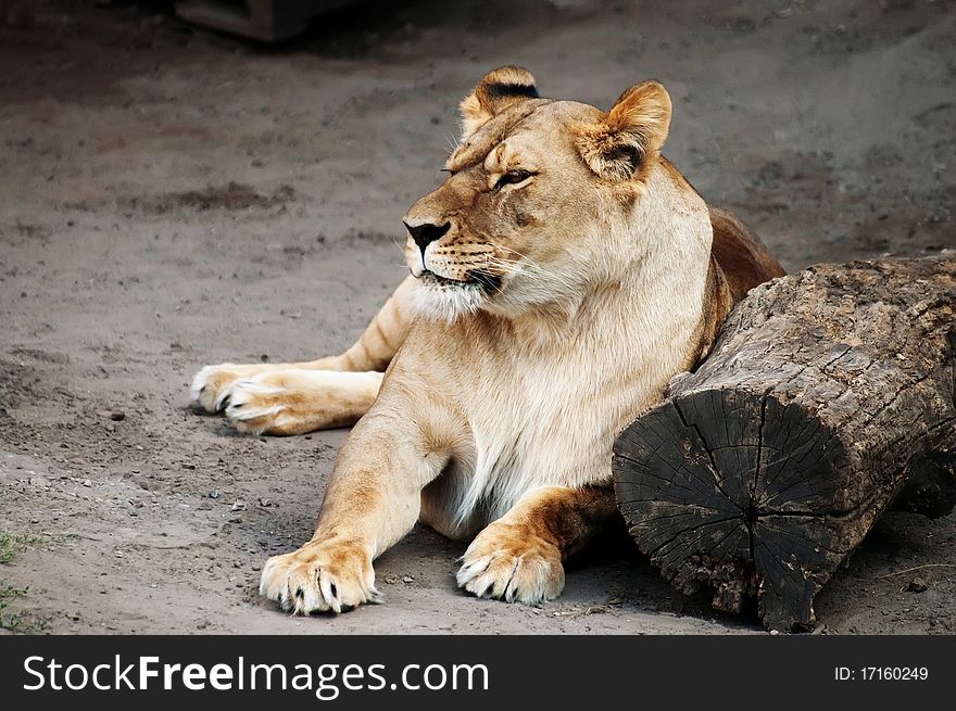 Lioness lying on the ground