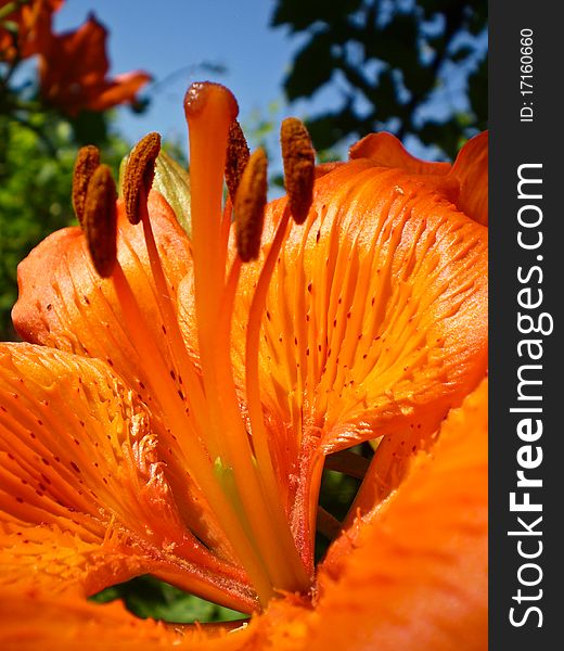 Beautiful Closeup Orange Lily Pistil