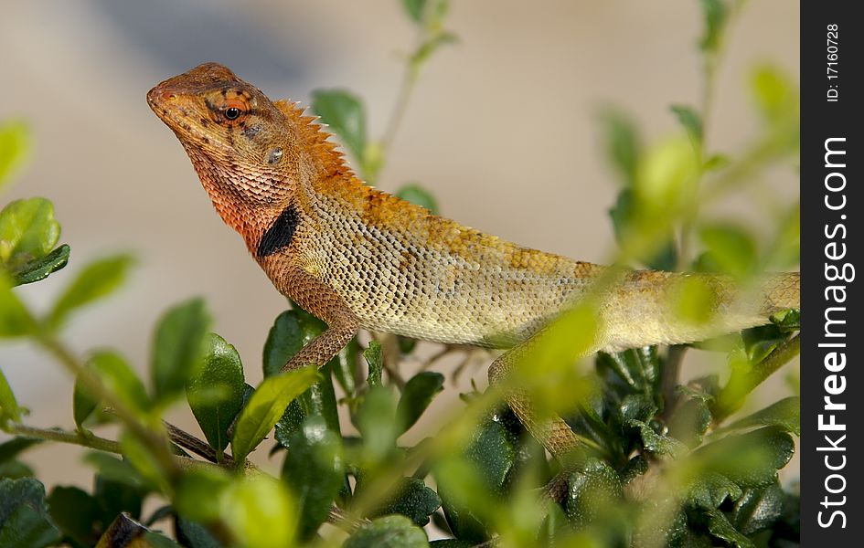 Oriental Garden Lizard, Calotes versicolor, crawling through a hedge
