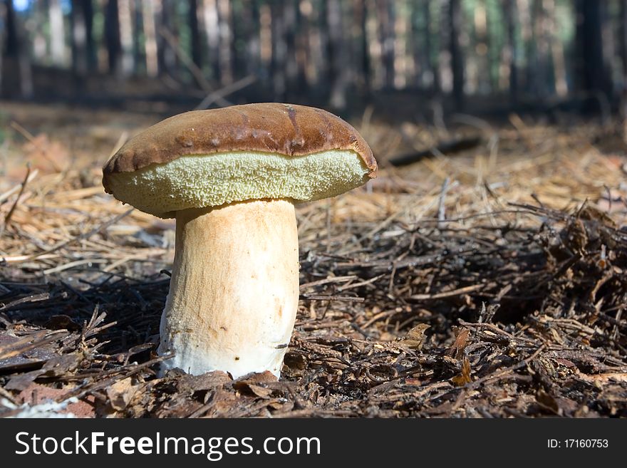 Boletus badius (Xerocomus badius)