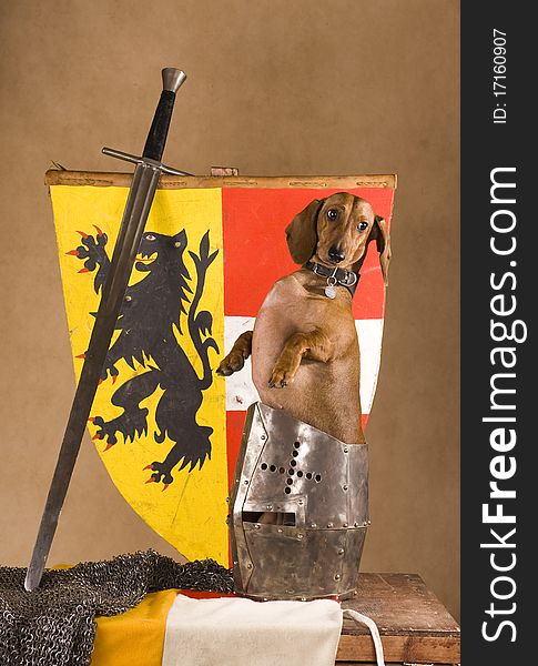 Adorable dachshund in medieval armour. veterinary concept. Adorable dachshund in medieval armour. veterinary concept