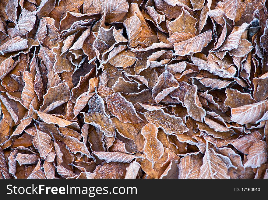 Background of frosty leaves on a cold fall morning
