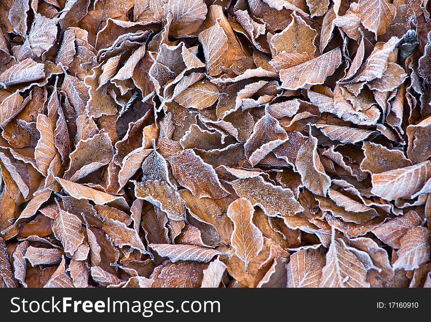 Background of frosty leaves